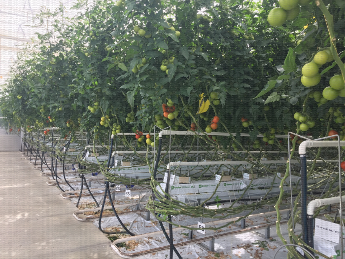 Visite d'essais Tomates, Centre CTIFL de Carquefou : 09/06/2021 - Présentation en culture de l'essai de variétés de tomate grappe tolérantes à l'oïdium